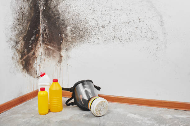 Professional Mold Inspection, Removal & Remediation in Lantana, TX